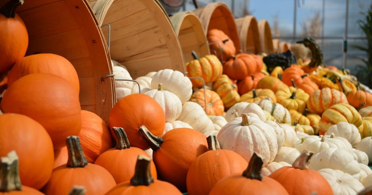 Pumpkin patch in south florida